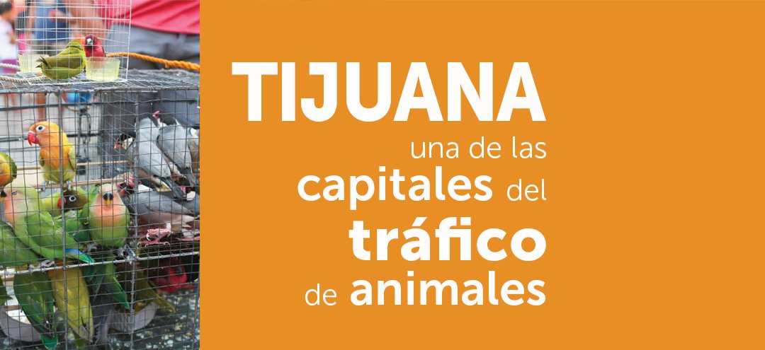 Tijuana una de las capitales del tráfico de animales
